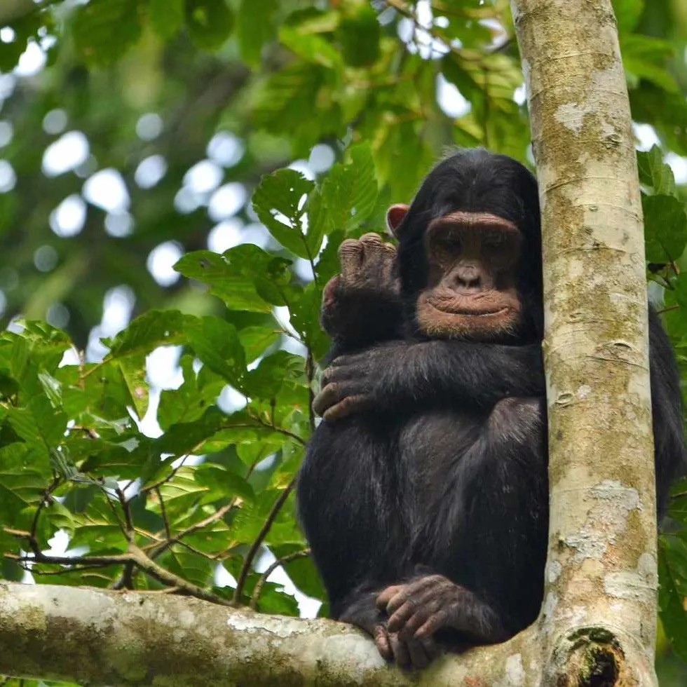 Chimpanzee Trekking in Uganda