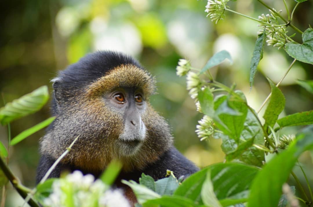 Golden Monkey in Virunga National Park-Rwanda