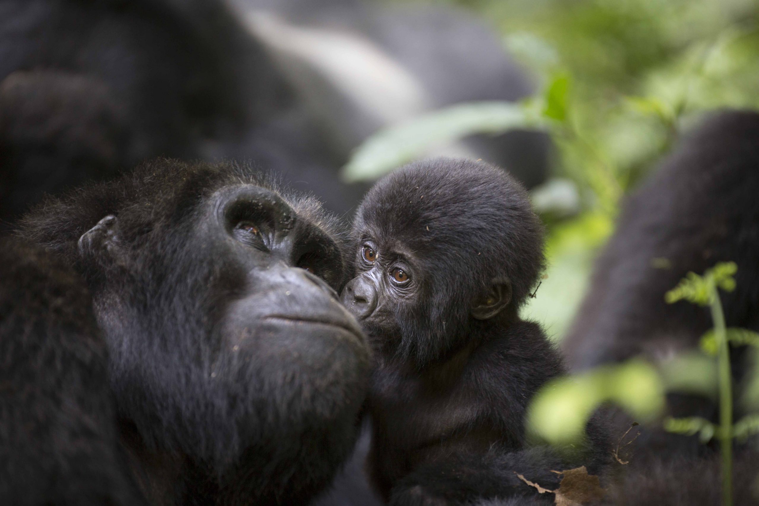 Mountain Gorilla Trekking Tours