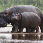 Rusizi NP Hippos
