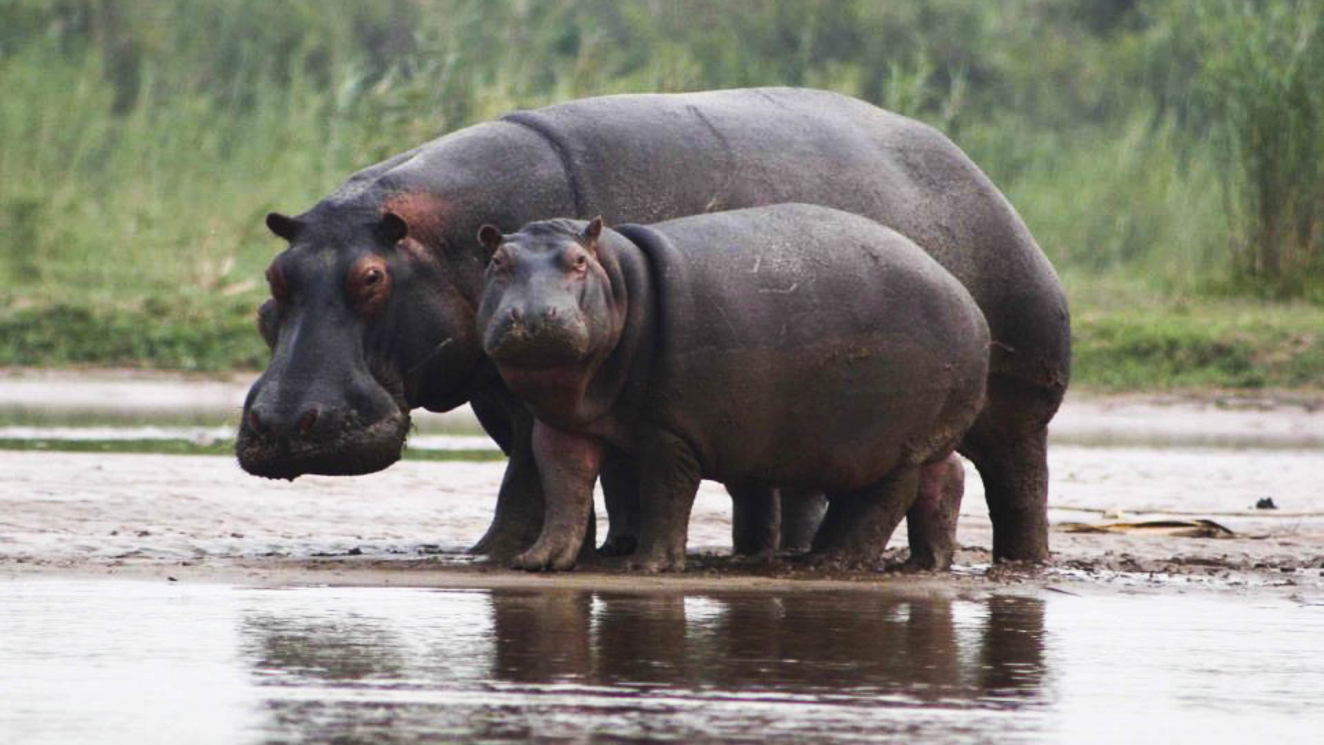 Rusizi National Park-Burundi