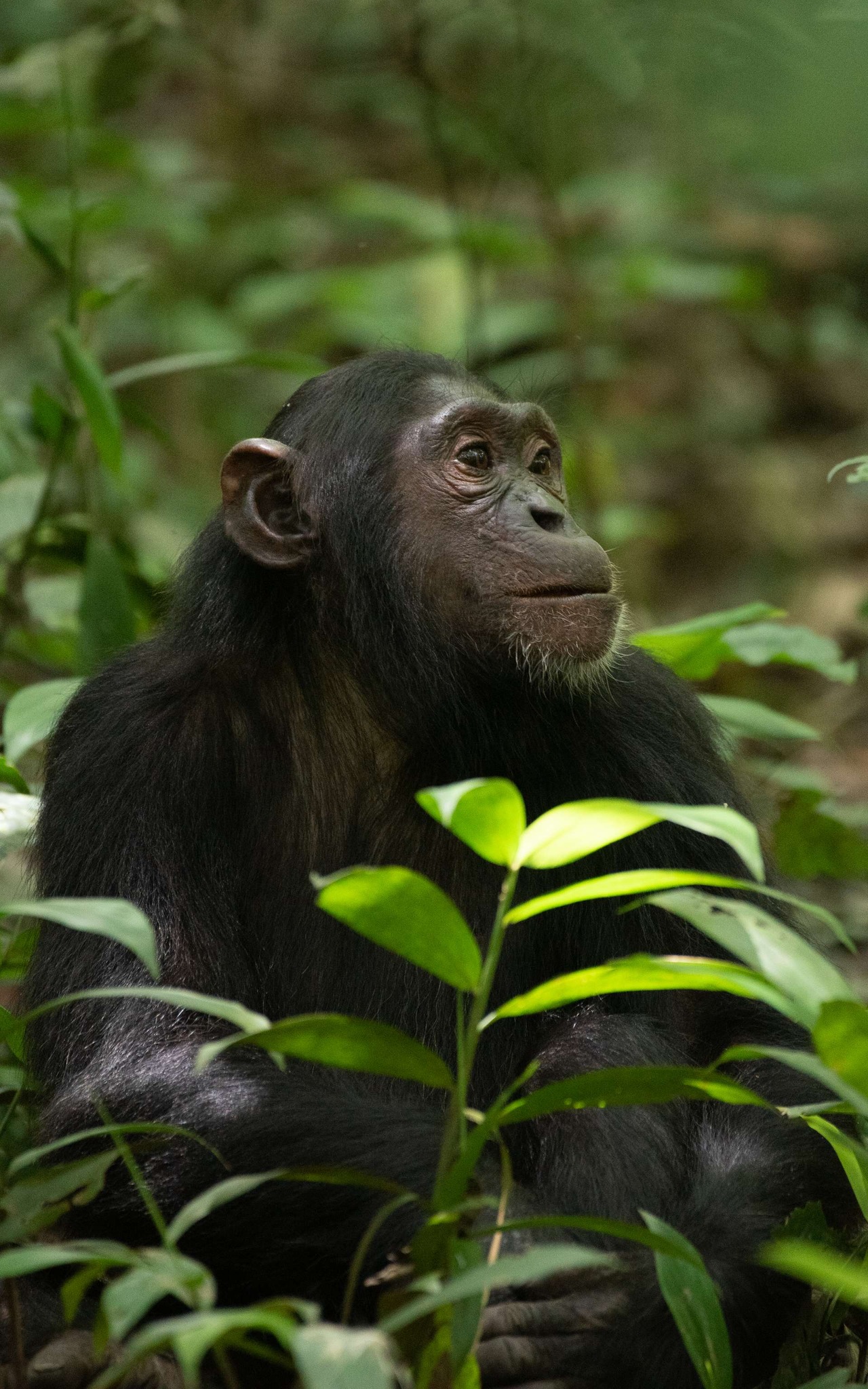 Chimpanzee Trekking in Uganda 