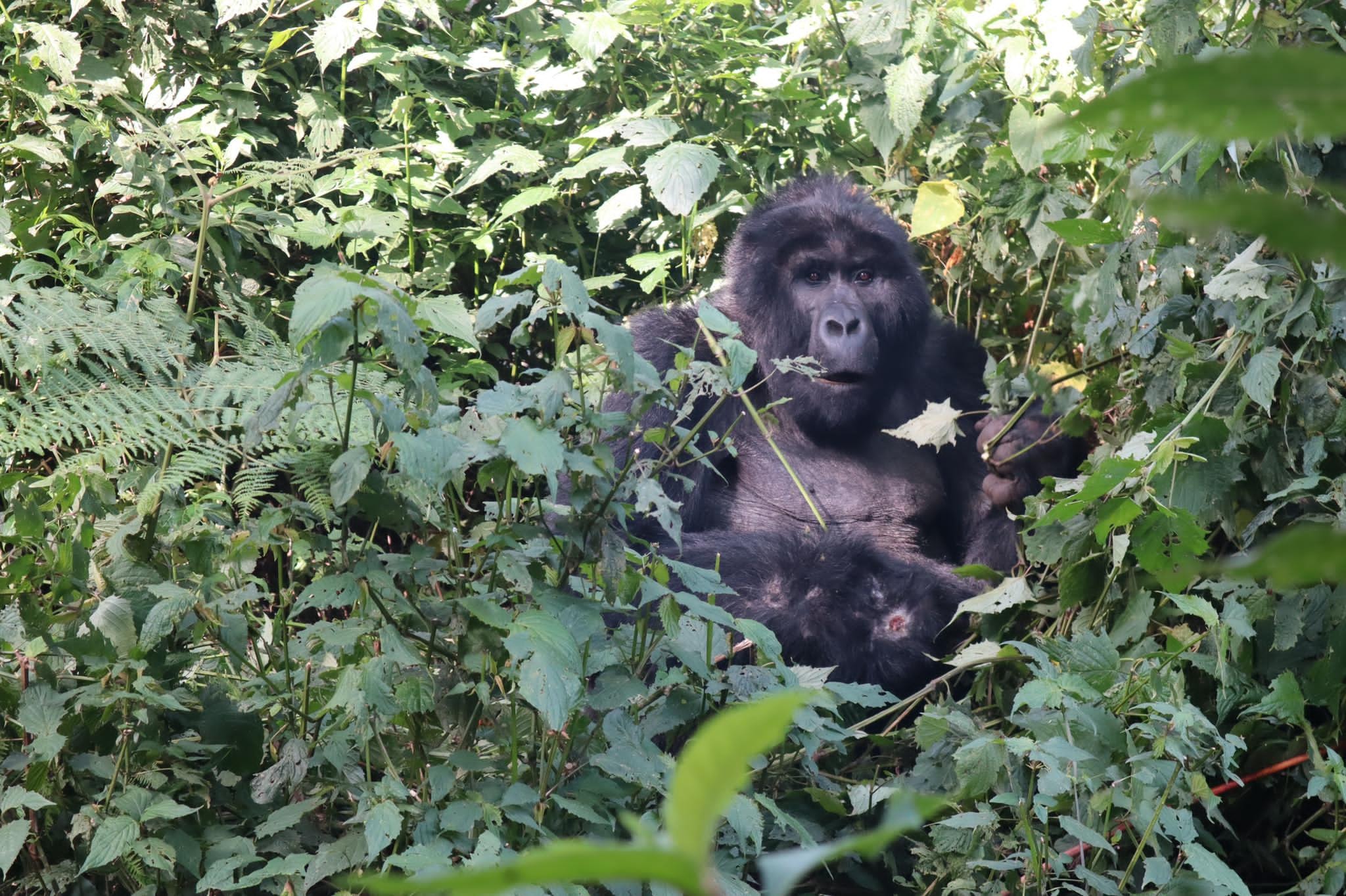 Mountain Gorilla Trekking Experience