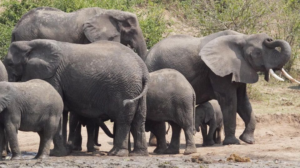 East Africa Safaris- Elephants