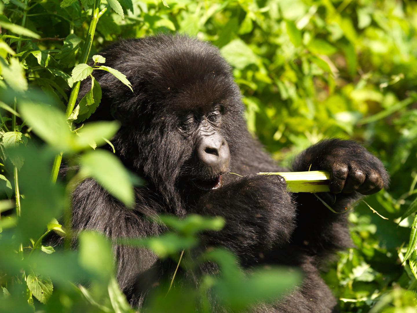 Mountain Gorilla Trekking Uganda