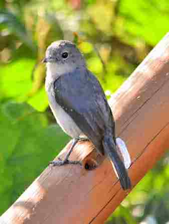 Lake Nakuru Birding Experience