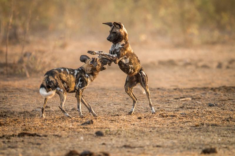 African wild dogs