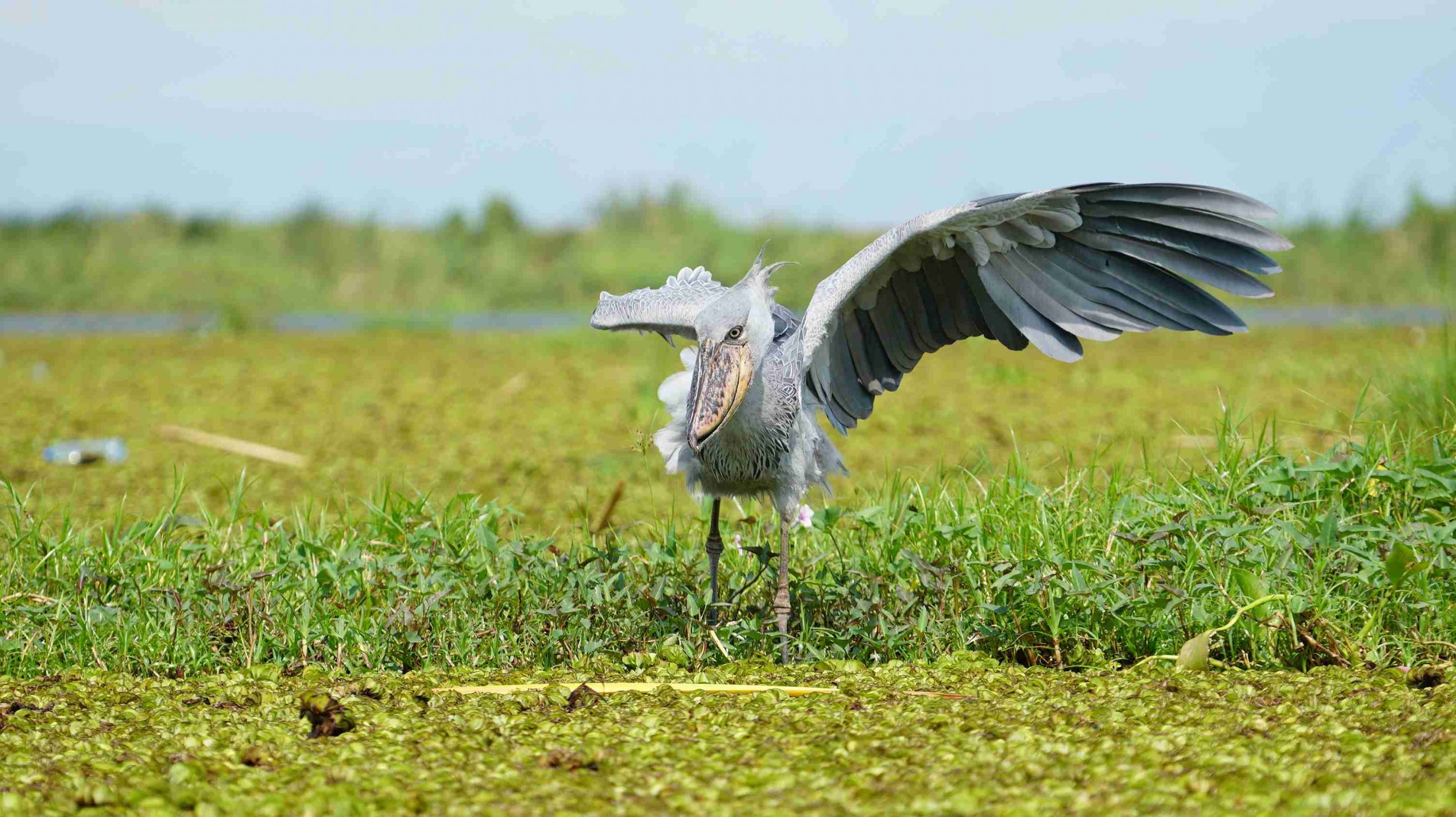 Elusive Shoebill Stork in Mabamba