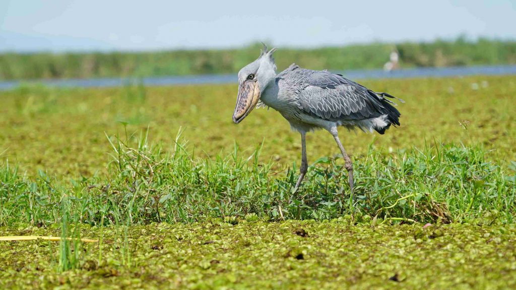 Shoebill Stork 