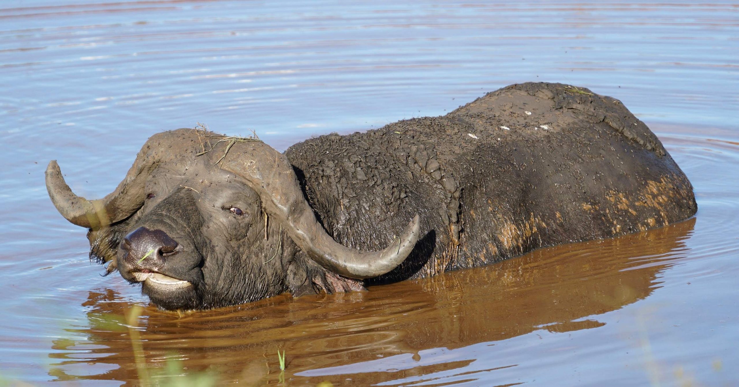 Buffalo in Queen Elizabeth National Park, Uganda