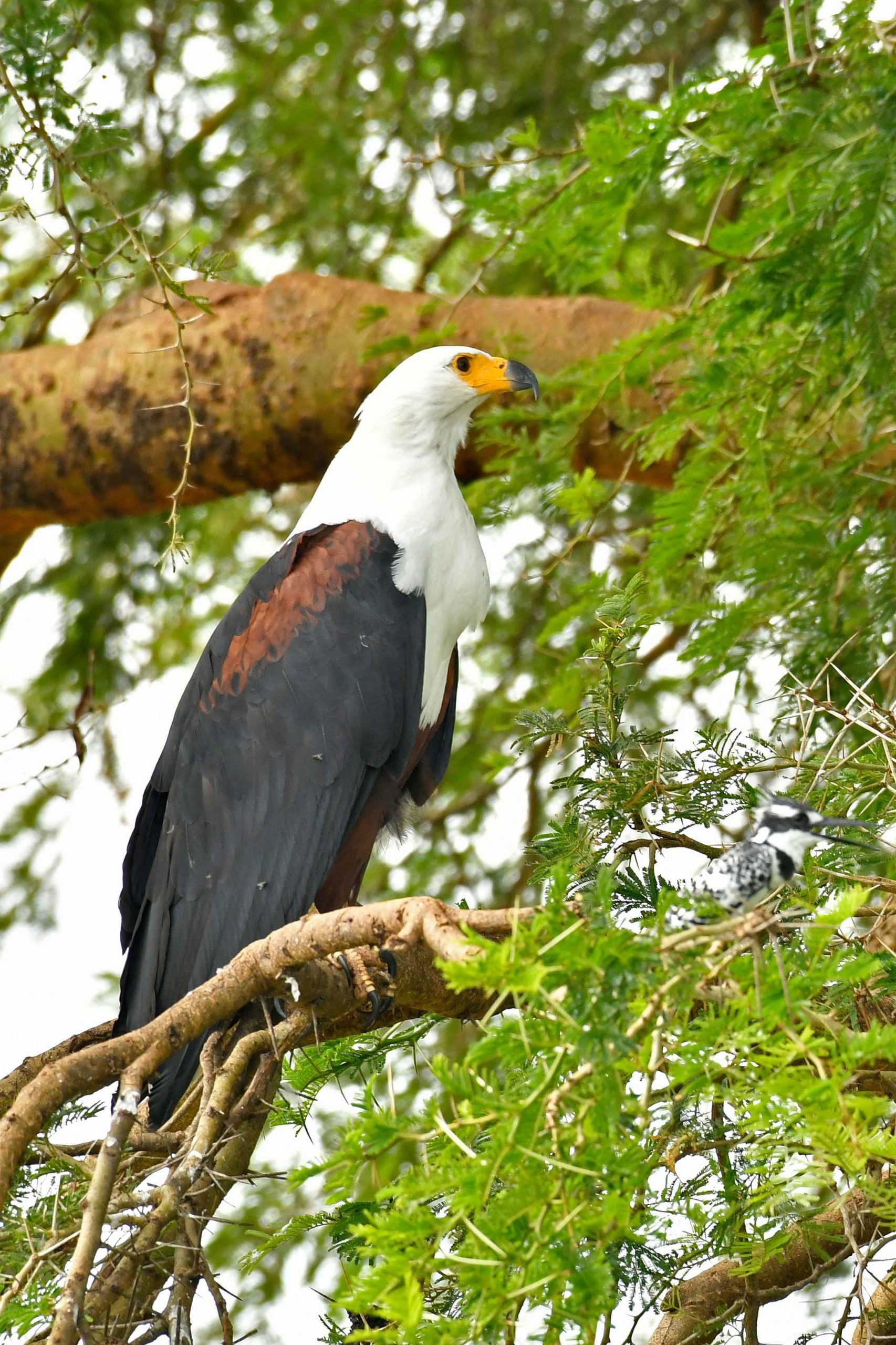 African Fish Eagle