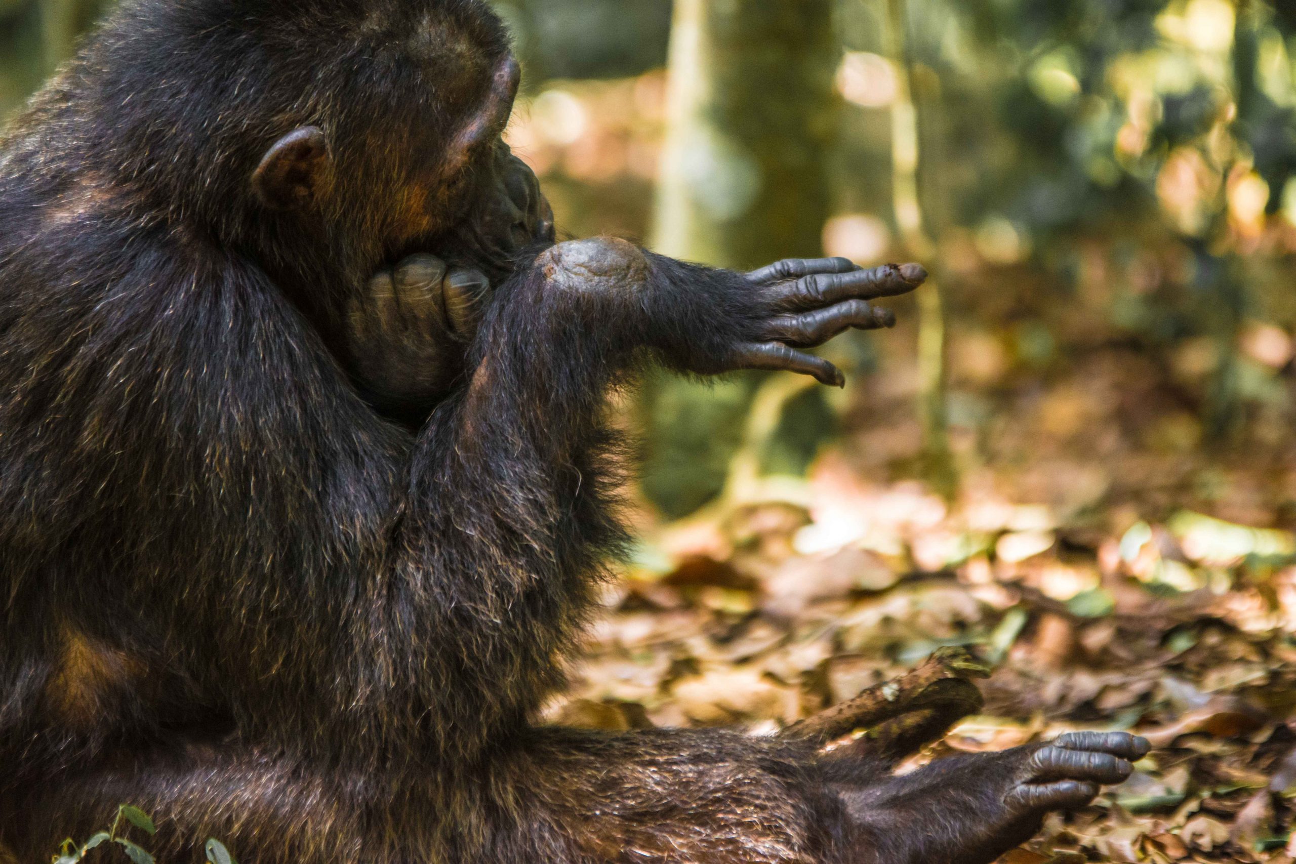 Chimpanzee Trekking in Uganda