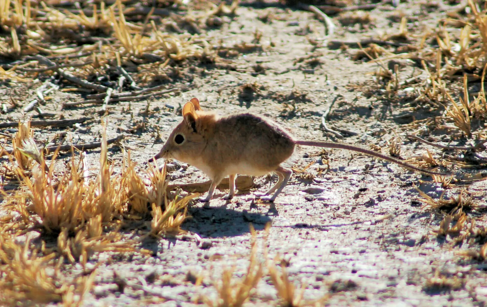 Elephant Shrew- Small 5 in East Africa