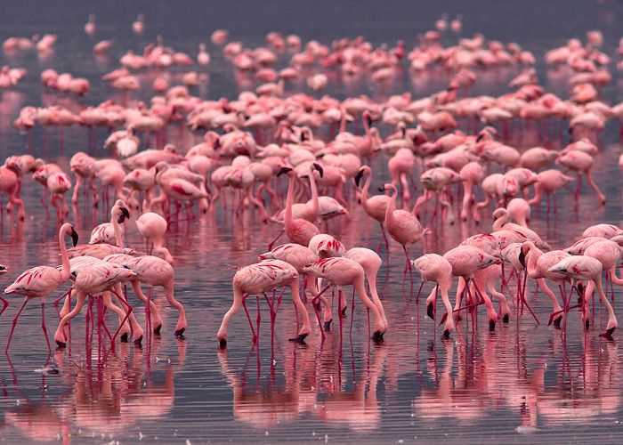 Flamingos in Lake Nakuru, Kenya