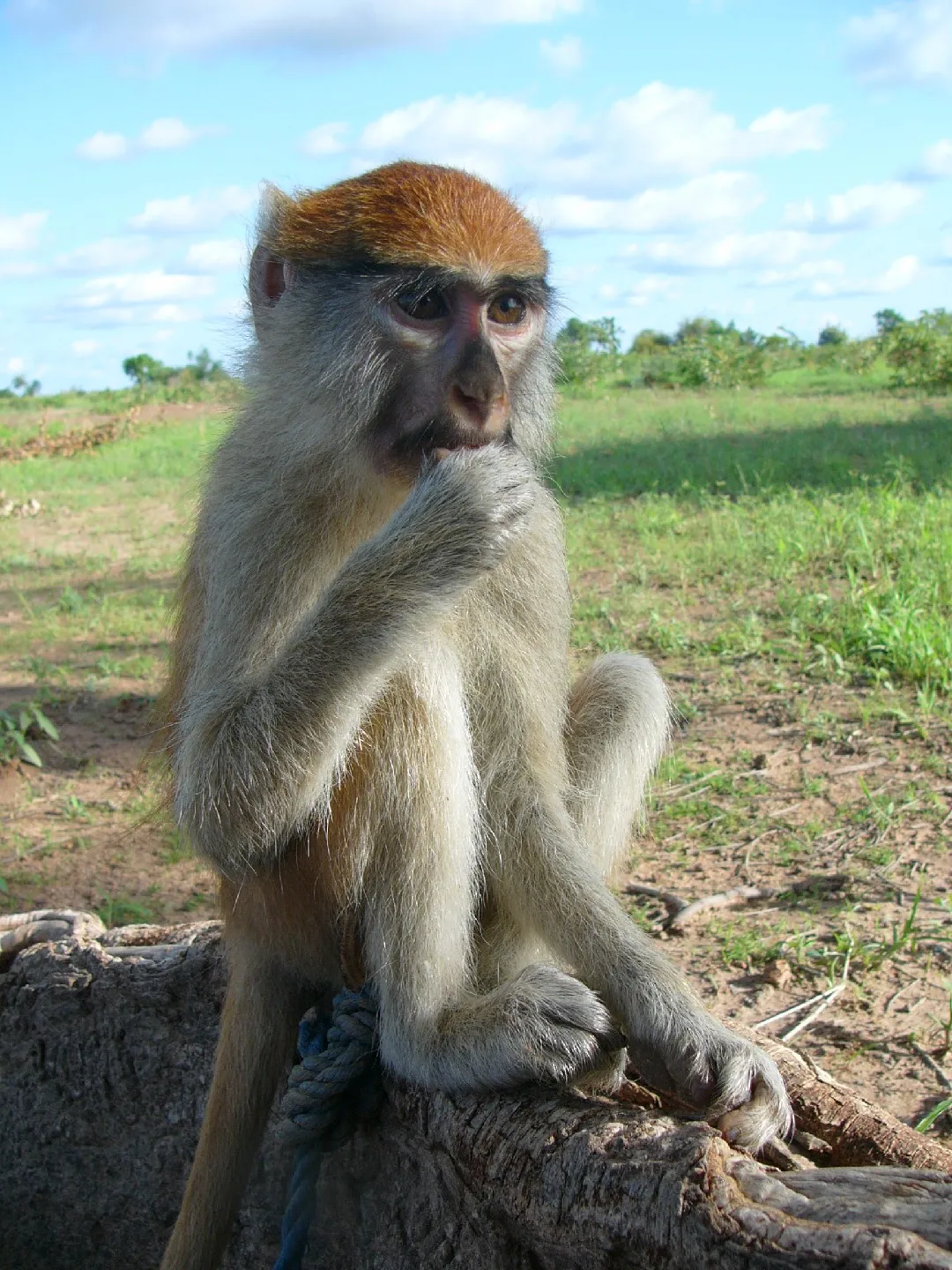 Patas Monkey 