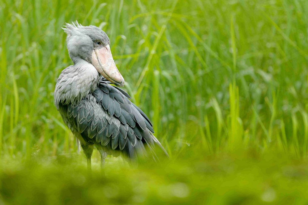 Rare ShoeBill Stork 