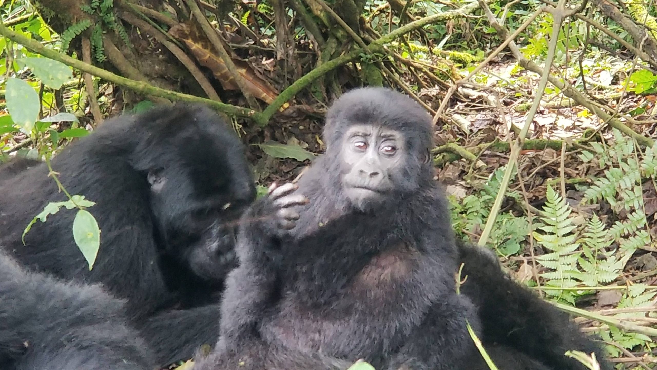 Baby Gorilla in Buhoma, Bwindi NP- Kanywani Family