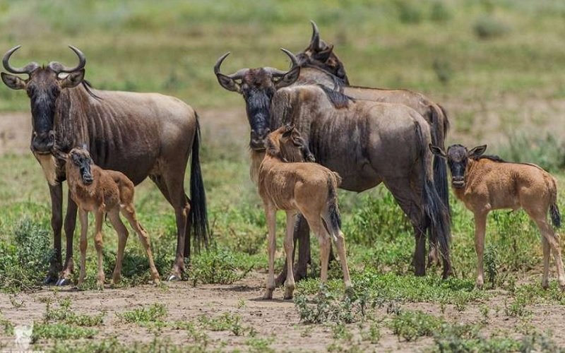 A herd of Wildebeest with their Calves on a Tanzania Safari