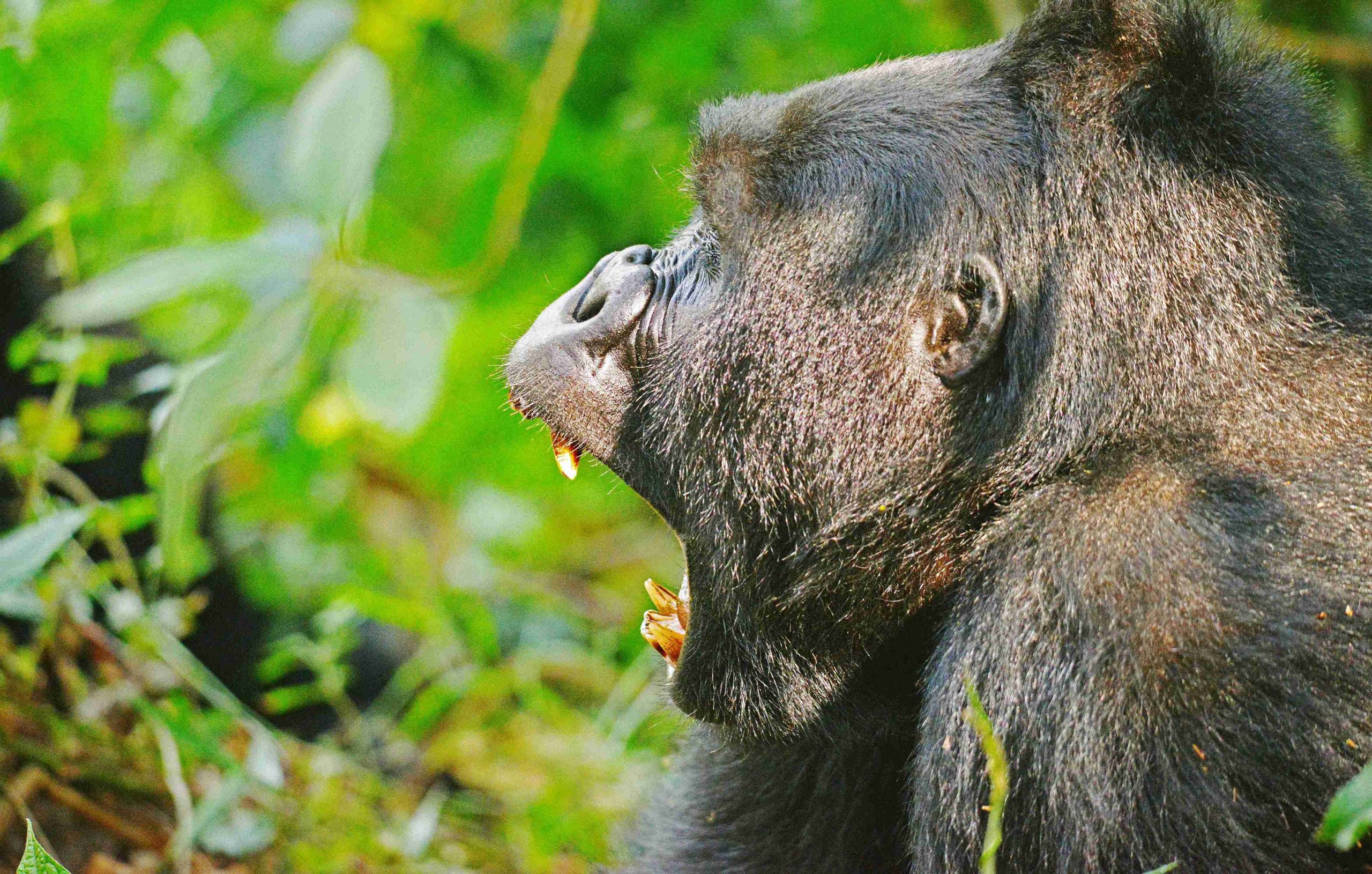 Mountain Gorilla Trekking Experience