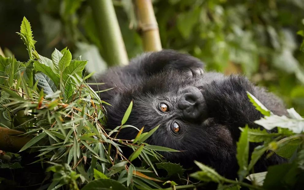 A close-up of a mountain gorilla in Uganda or Rwanda, captured during an unforgettable gorilla trekking experience in their natural habitat, surrounded by lush jungle landscapes