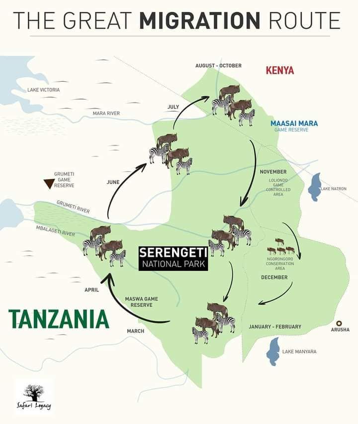 A map showing how the wildebeest migrate in Tanzania. East Africa