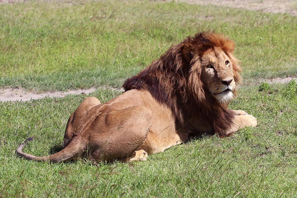 Lion in Ngorongoro National Park