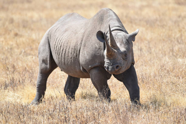 
Rhino in Ngorongoro National Park, Tanzania