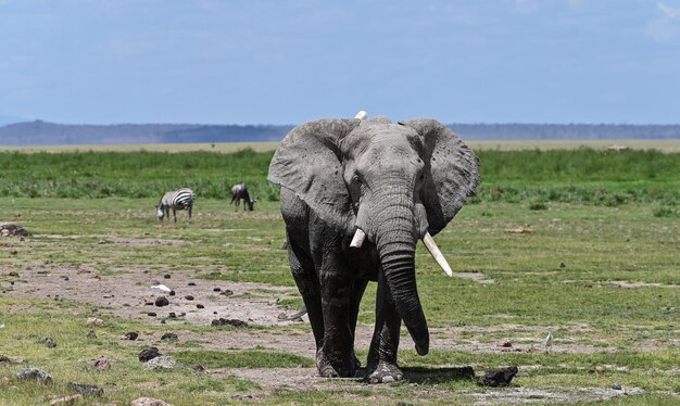 An African elephant in Tarangire National Park, Tanzania