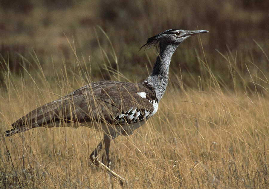 The Kori Bustard Bird during a birding safari in Tanzania