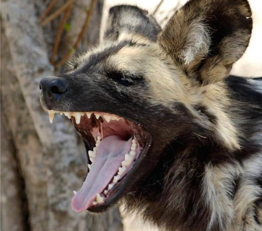 Top 60 Rare Safari Animals to Spot : African Wild Dog