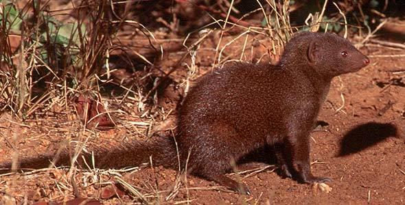 Dwarf Mongoose