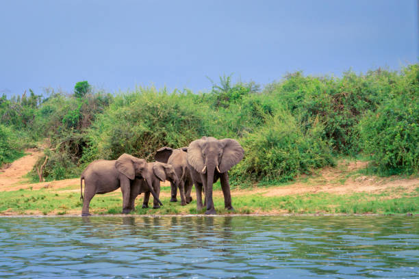 Kazinga Channel Elephants