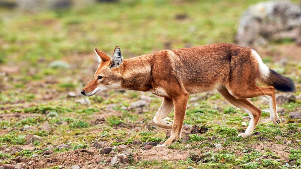 the rare Ethiopian wolf in Bale Mountains Ethiopia