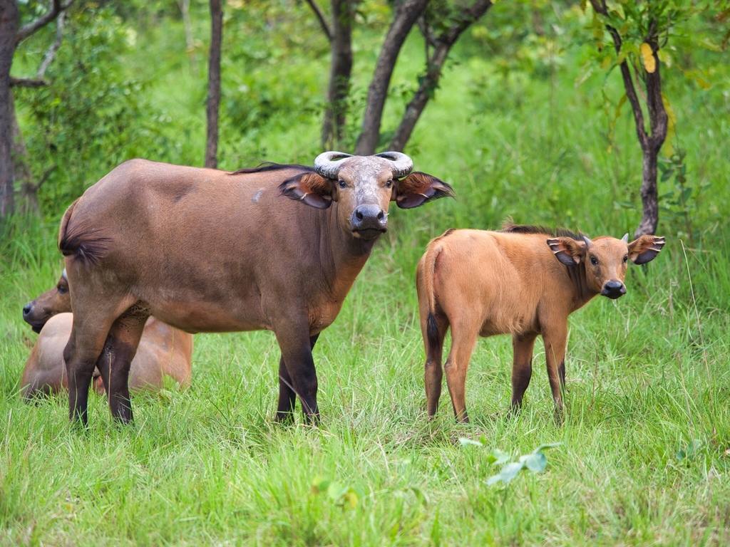 Forest Buffalo in DRC