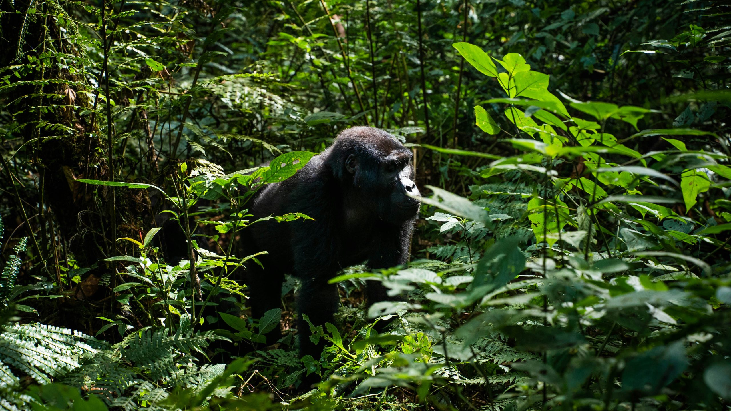 a gorilla in the jungle
