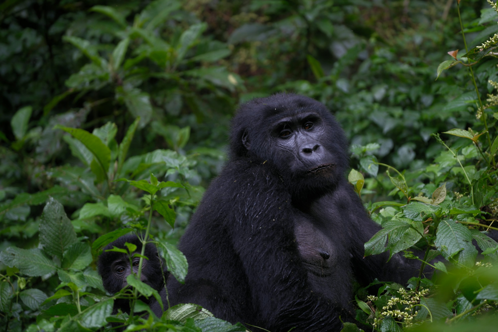 Combining Gorilla Tracking with Cultural Tours in Uganda & Rwanda
