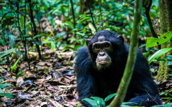 a chimpanzee sitting in the woods