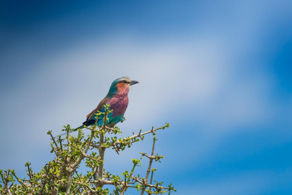 Lilac‑Breasted Roller in masai mara