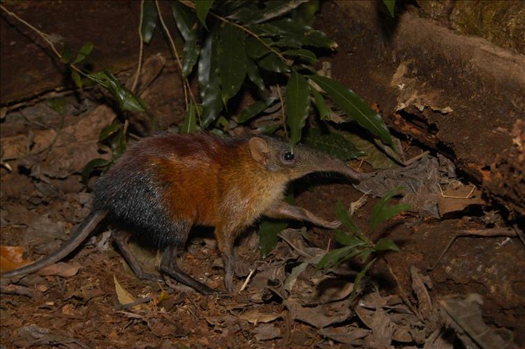 Plateau Sengi in Tanzania Rain forest s