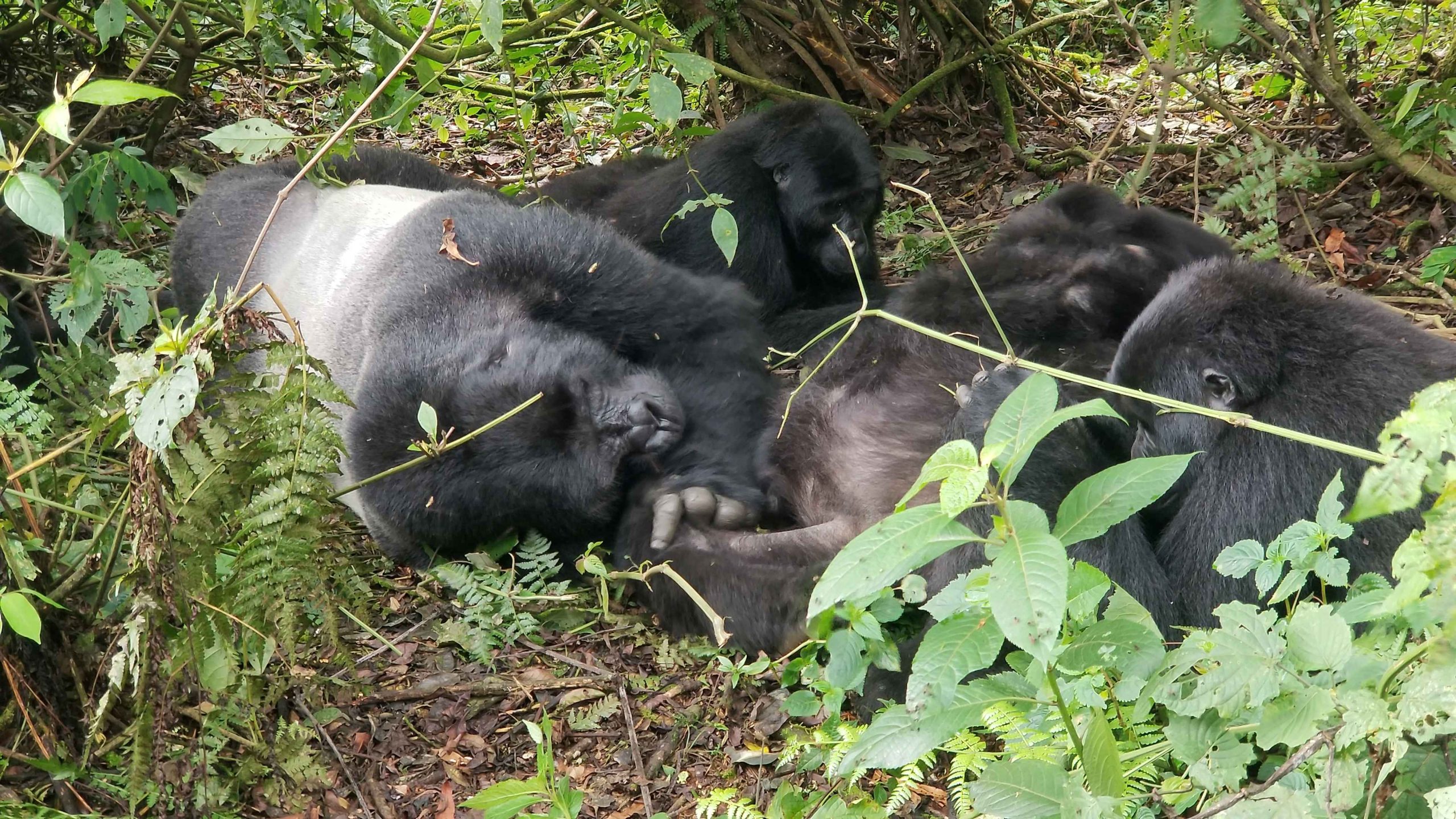 Gorilla Trekking Experience 
