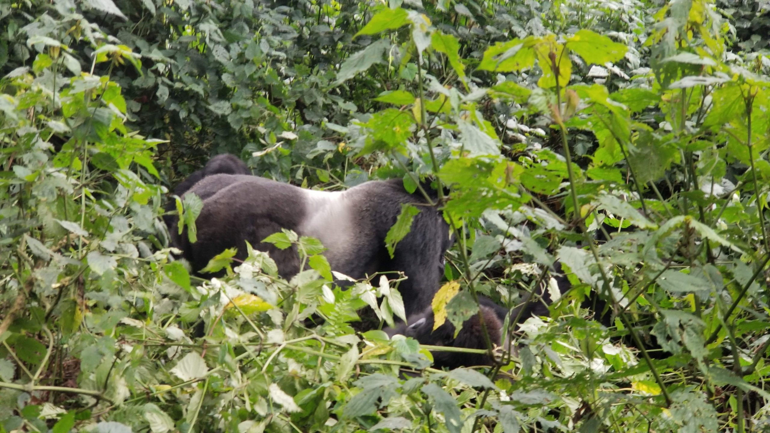 The Diet of Silverback Gorillas: What Do They Eat?