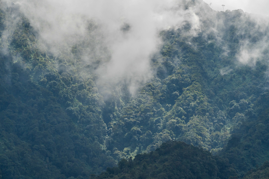 a foggy mountain with trees in Volcanoes National Park, Rwanda