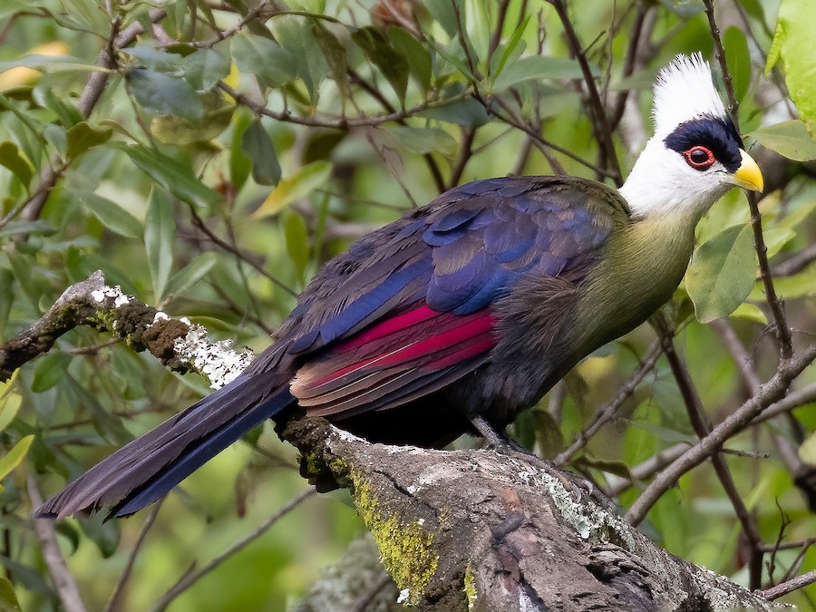 White‑crested Turaco in Kibale NP
