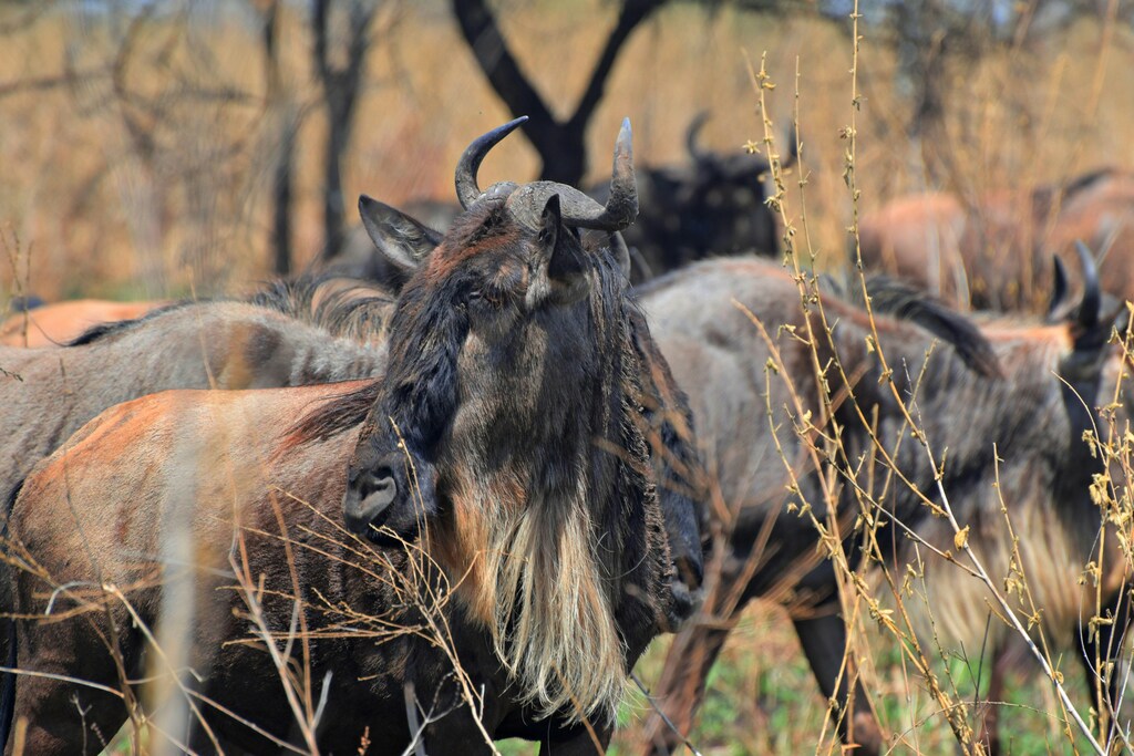 Serengeti vs Ngorongoro: The Ultimate Tanzania Safari Showdown :a group of wildebeest in Serengeti