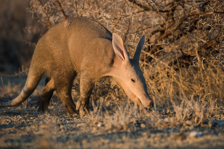 Aardvark spotted in Zambia