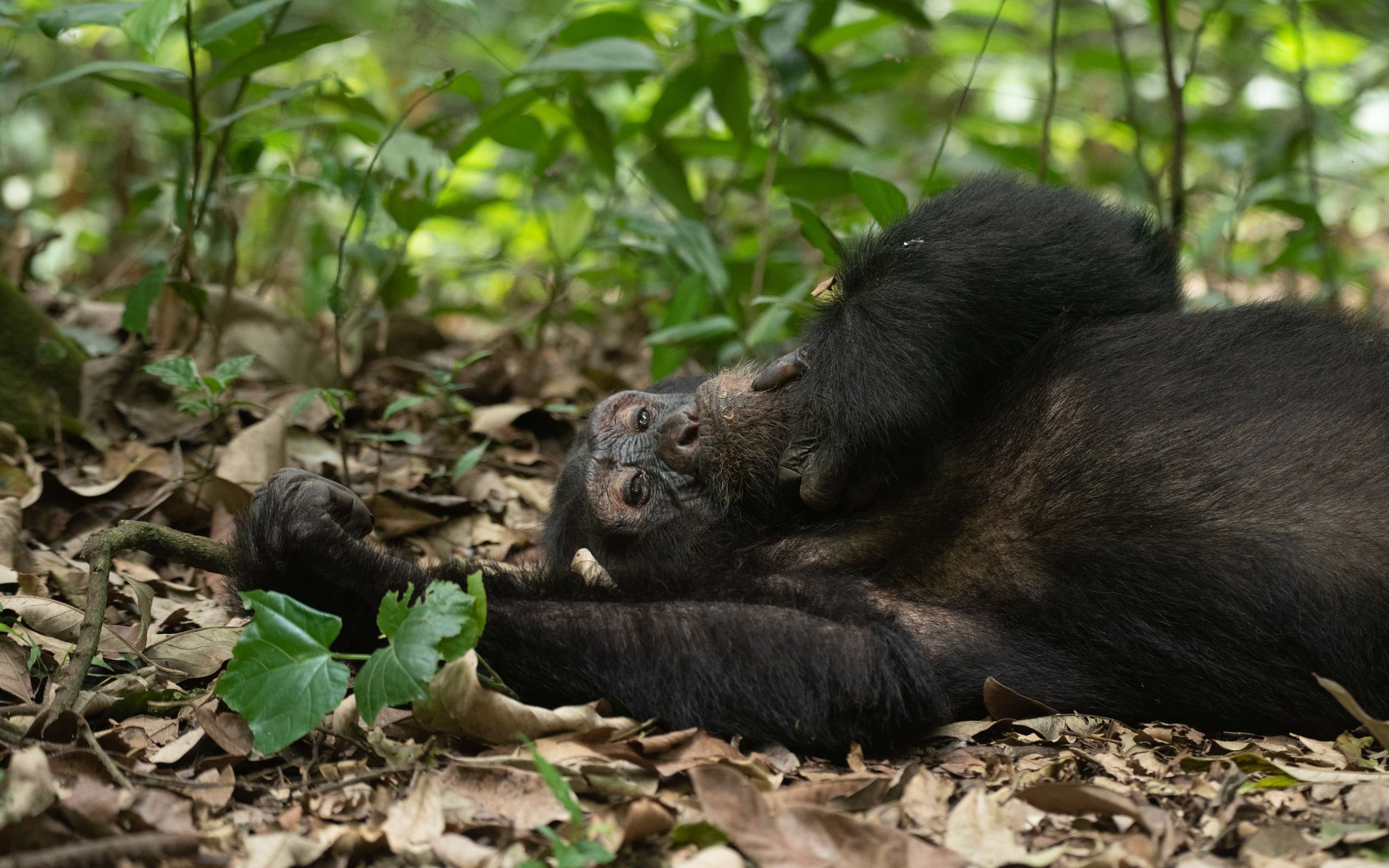 a gorilla lying on the ground