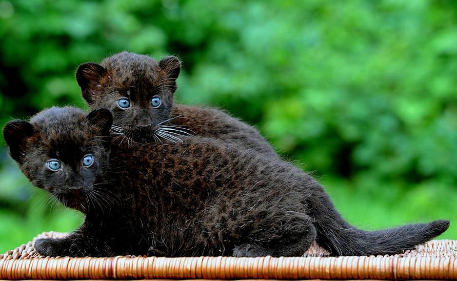 Cubs for a black (Melanated) leopard