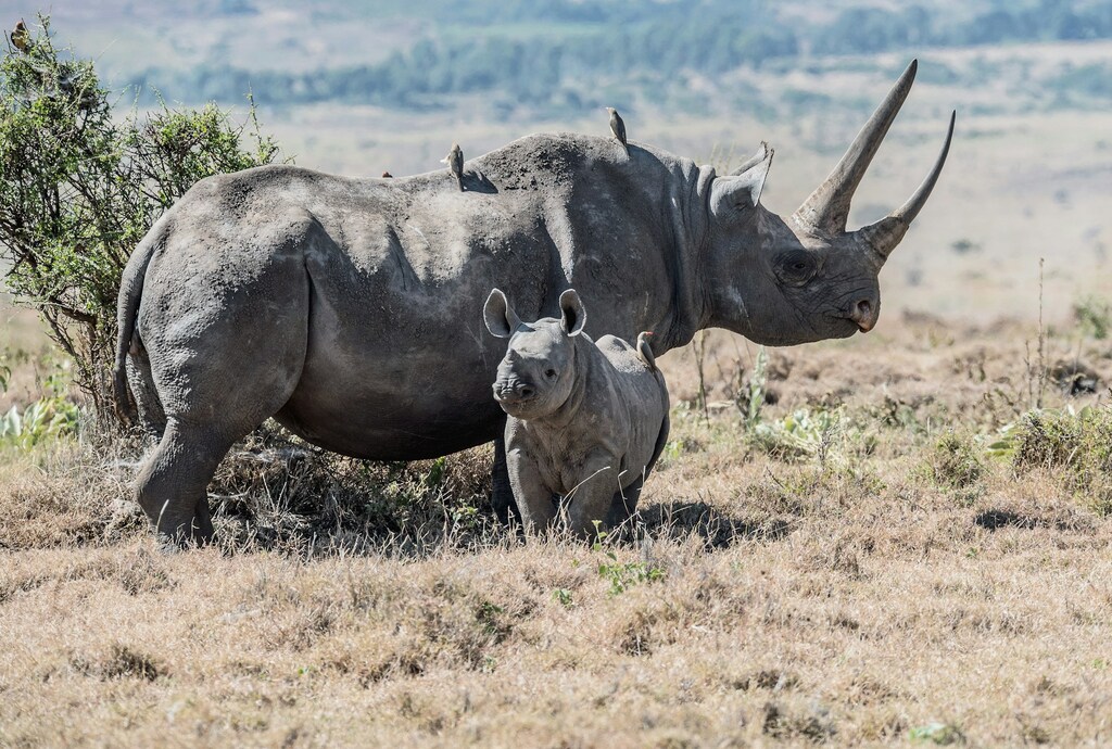 Black Rhino found in Zimbabwe