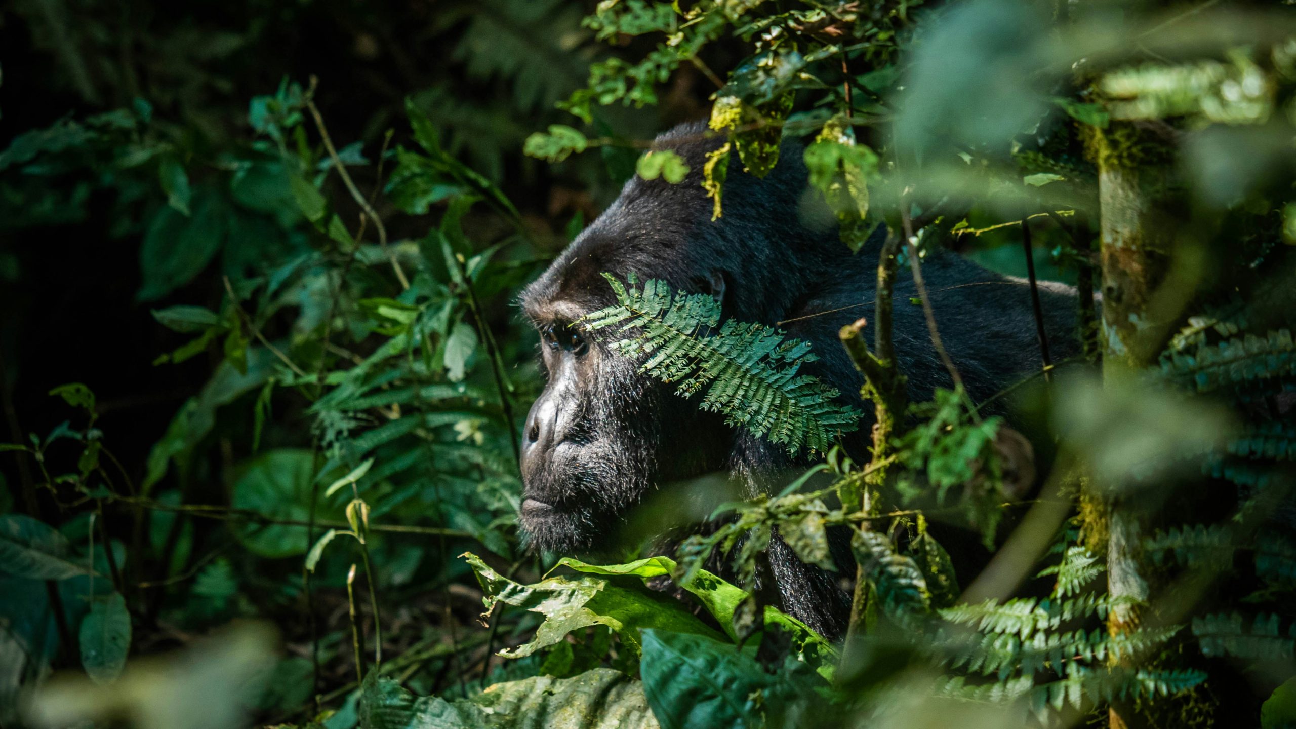 Ultimate Gorillas & Chimps: Dual Habituation Treks