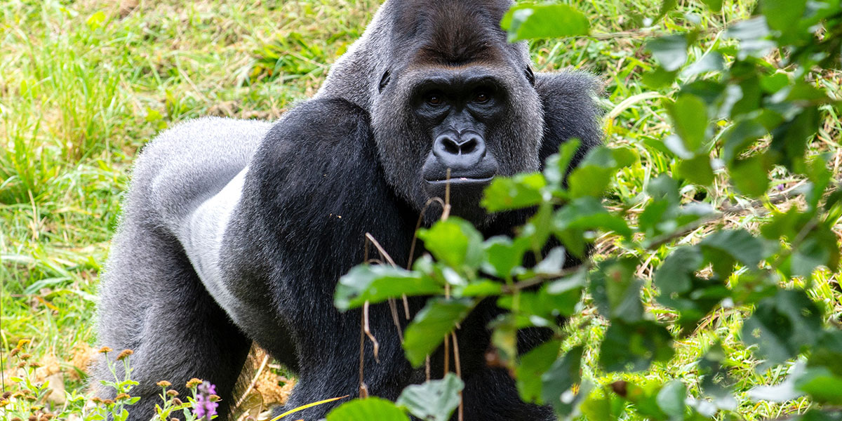 a gorilla standing in forests of Volcano National Park